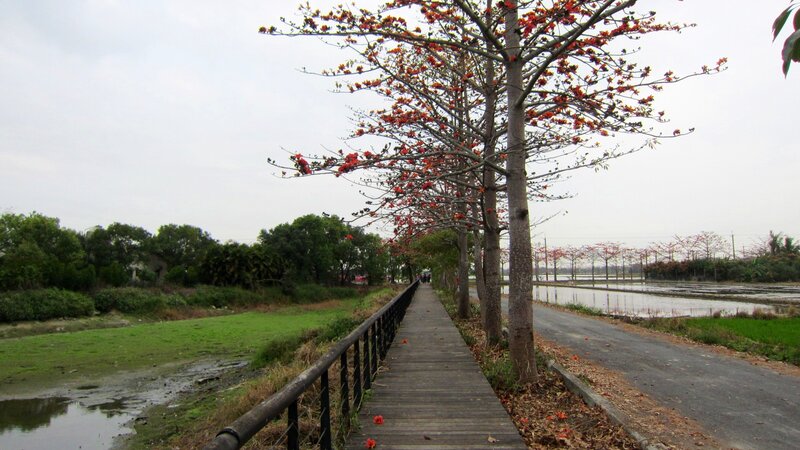 Wooden Boardwalk with Trees