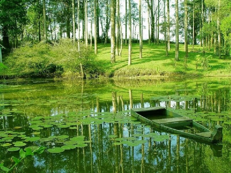 Wooden boat on a lily pond