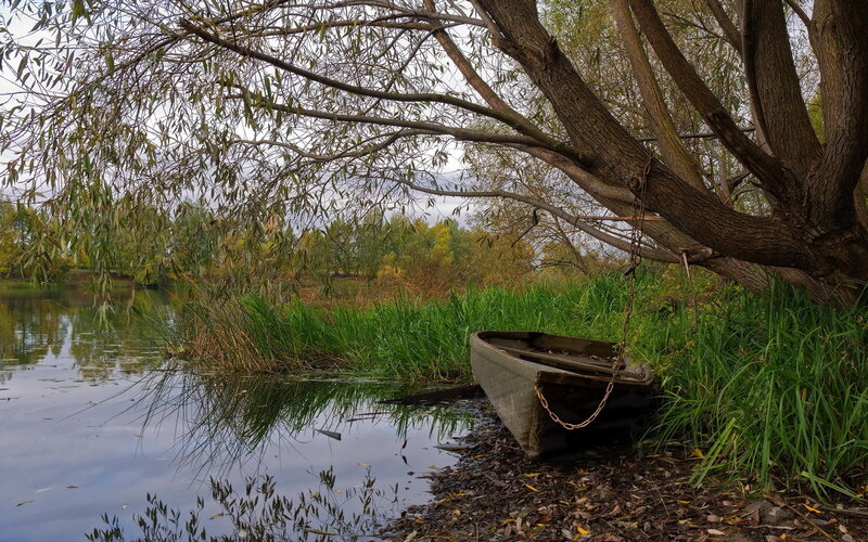 Wooden Boat under Tree