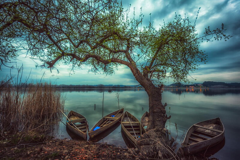 Wooden Boats by Tree