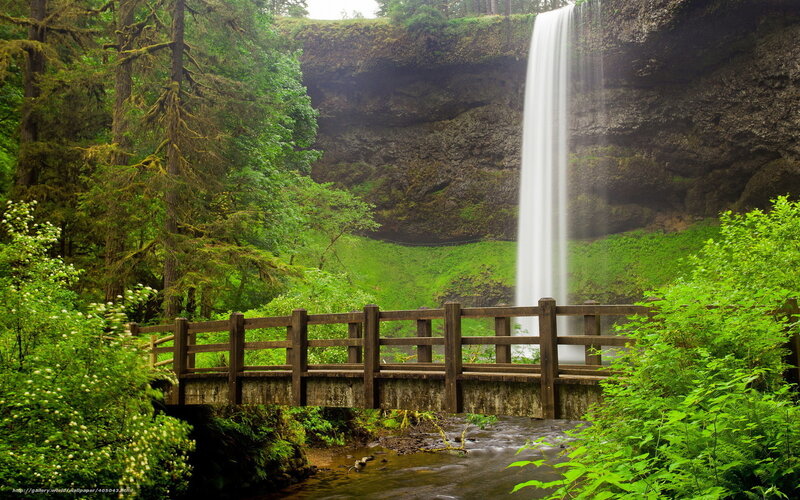 Wooden Bridge and Waterfall — Green, Serene
