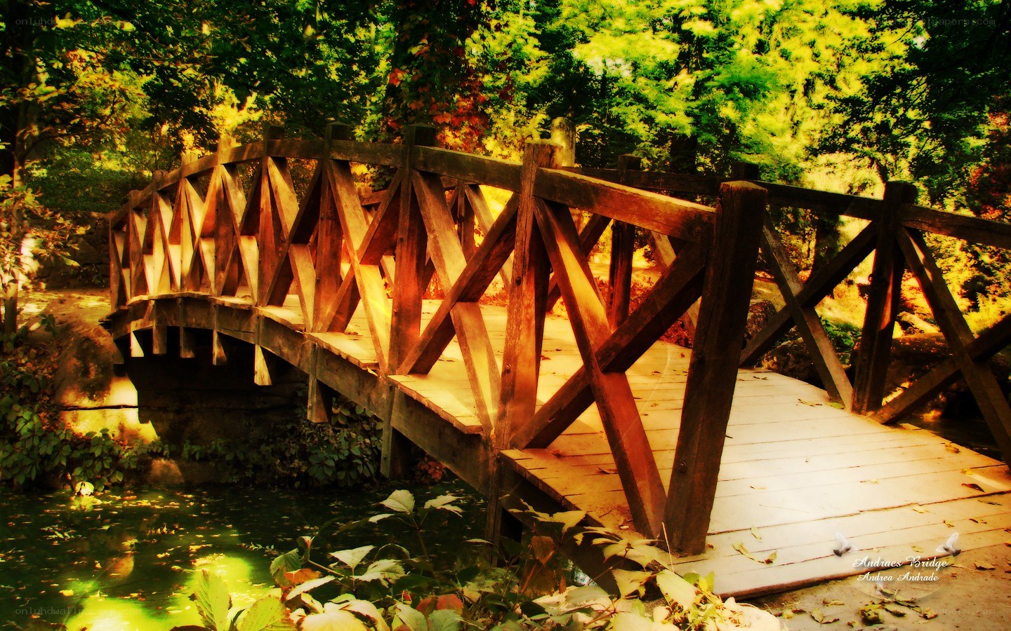 Wooden bridge in a forest