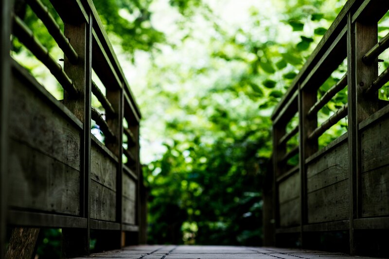 Wooden bridge in a forest