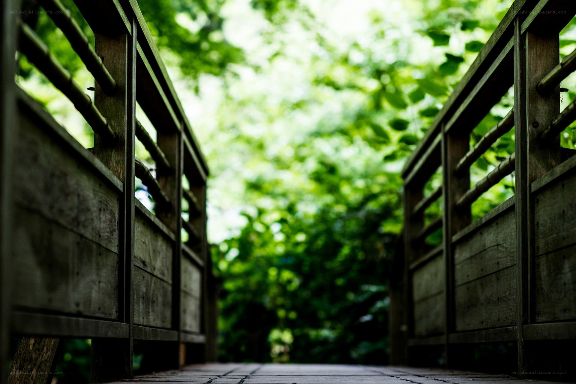 Wooden bridge in a forest