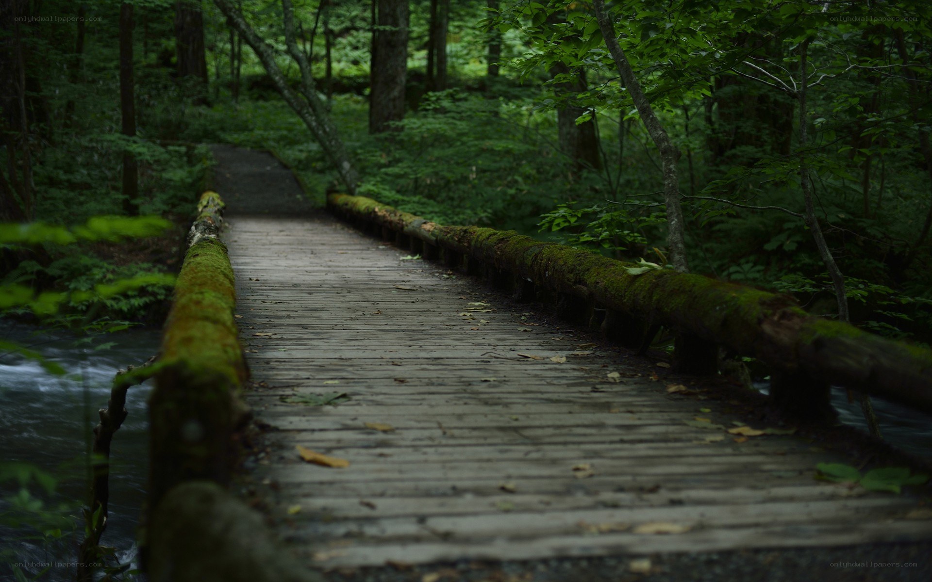 Wooden bridge in a forest