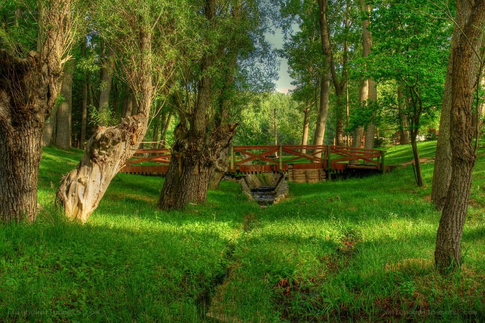 Wooden bridge in a forest