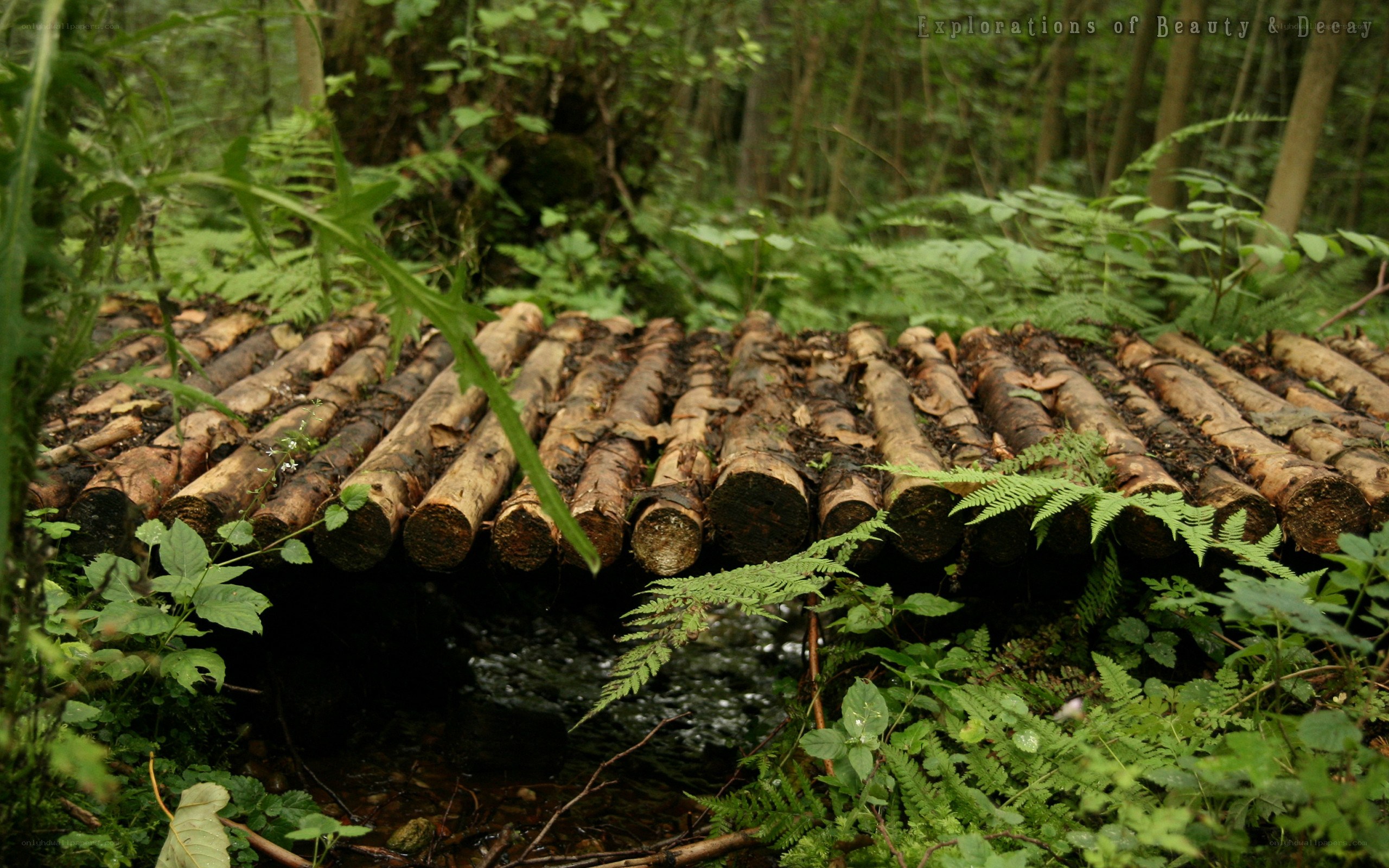 Wooden bridge in a forest