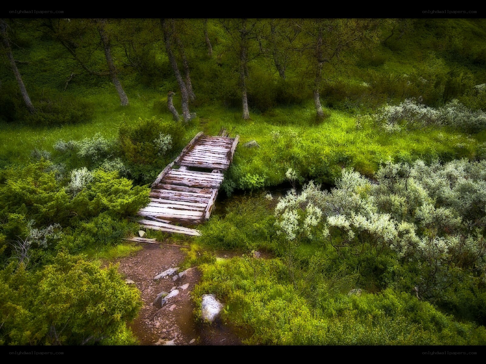 Wooden bridge in a forest