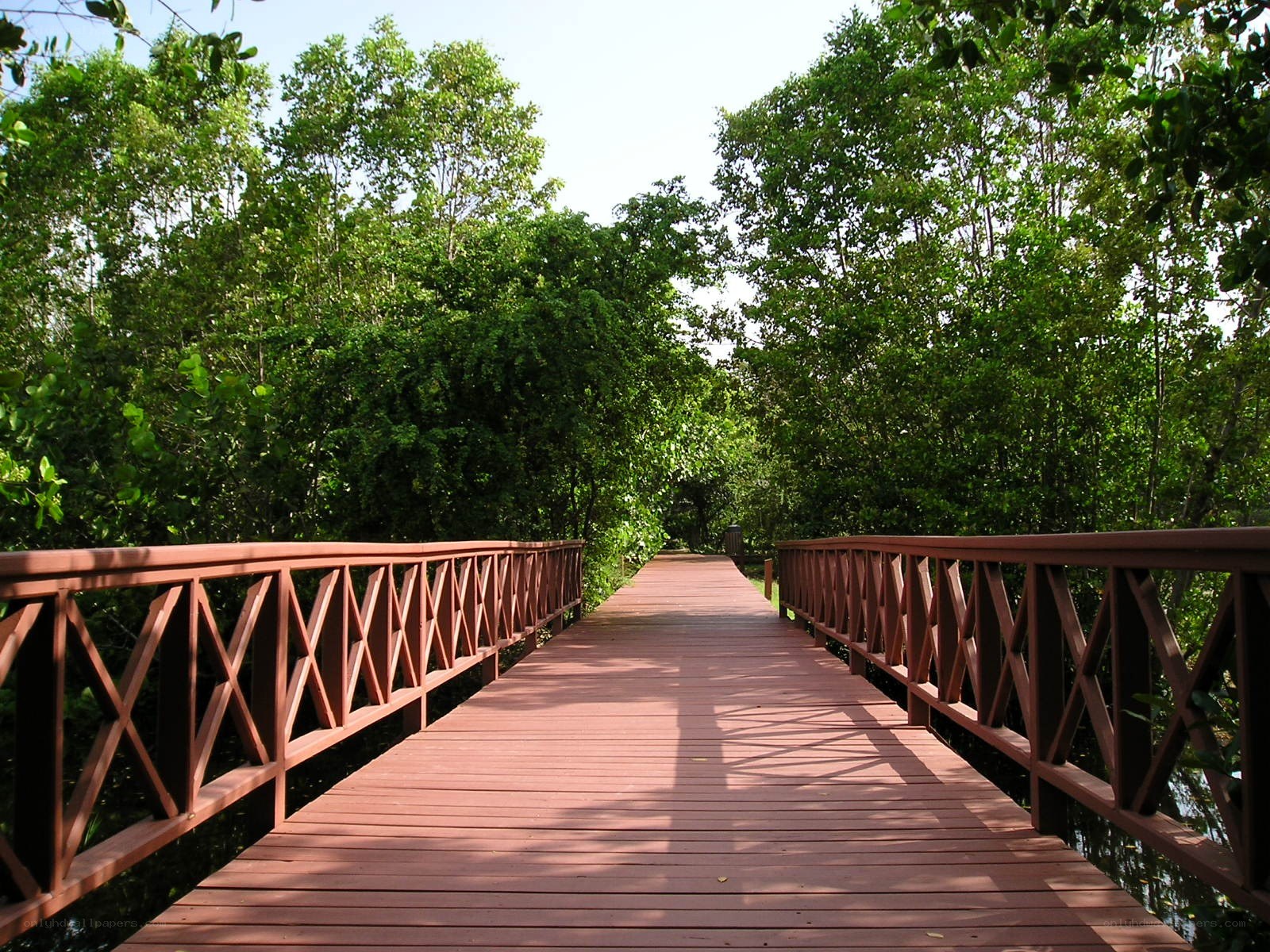 Wooden bridge in a forest