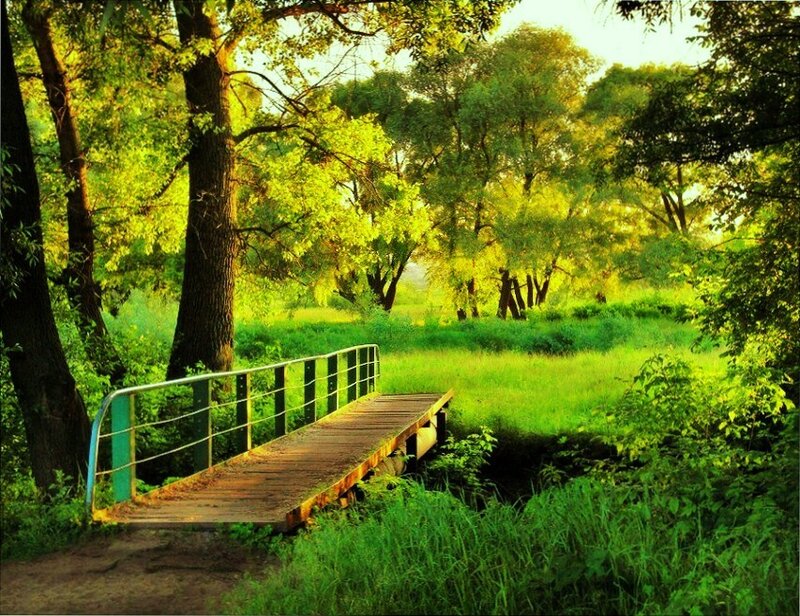 Wooden bridge in a green forest