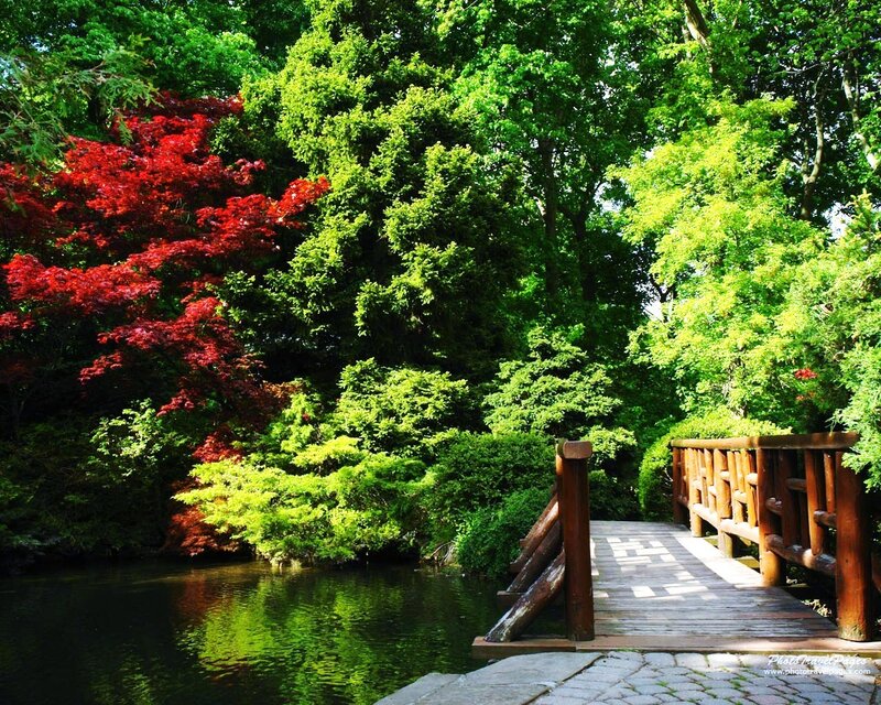 Wooden bridge in a lush garden