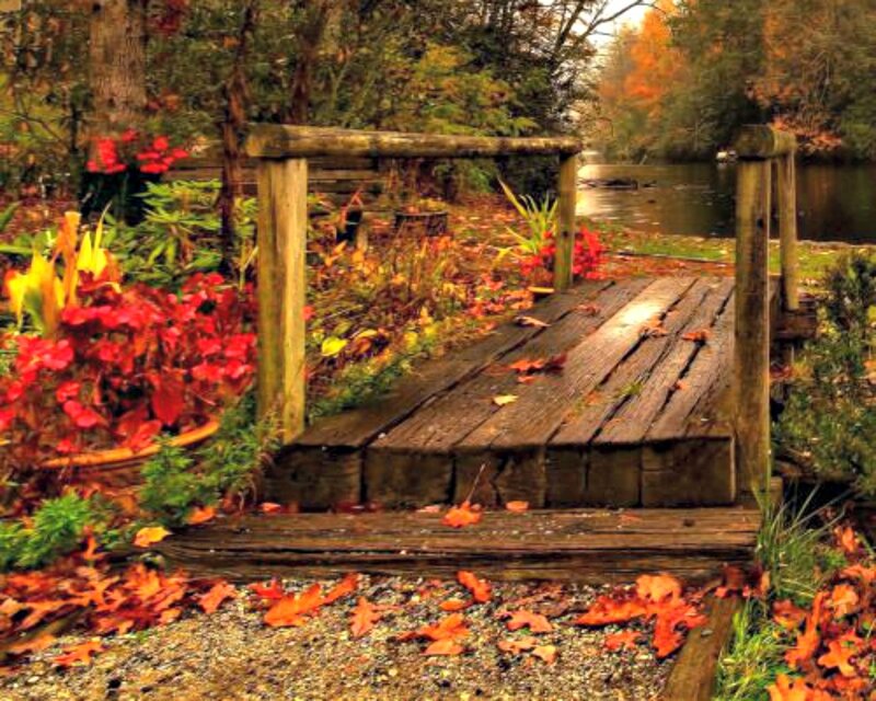 Wooden Bridge in Autumn — Brown, Serene