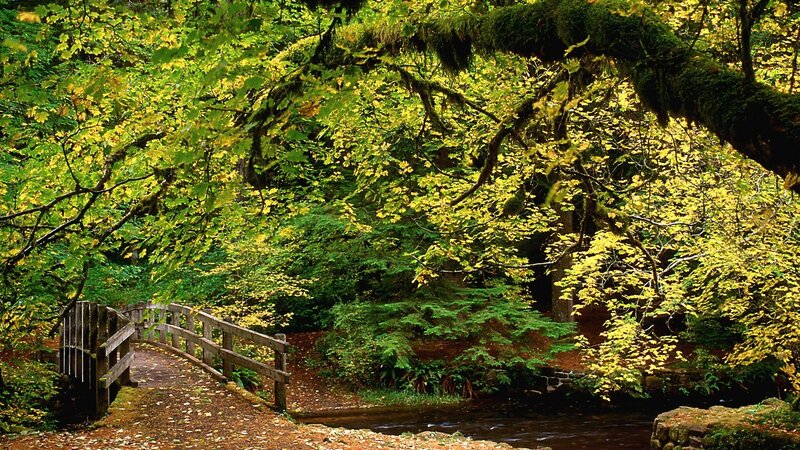 Wooden bridge in autumn forest
