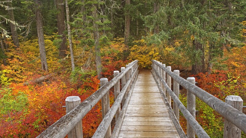 Wooden bridge in autumn forest