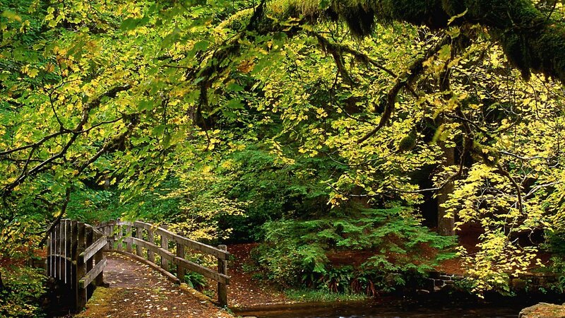 Wooden bridge in autumn forest