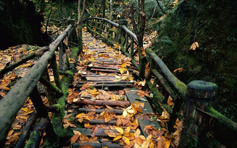 wooden bridge in autumn forest