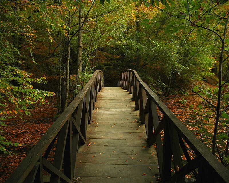 Wooden bridge in autumn forest