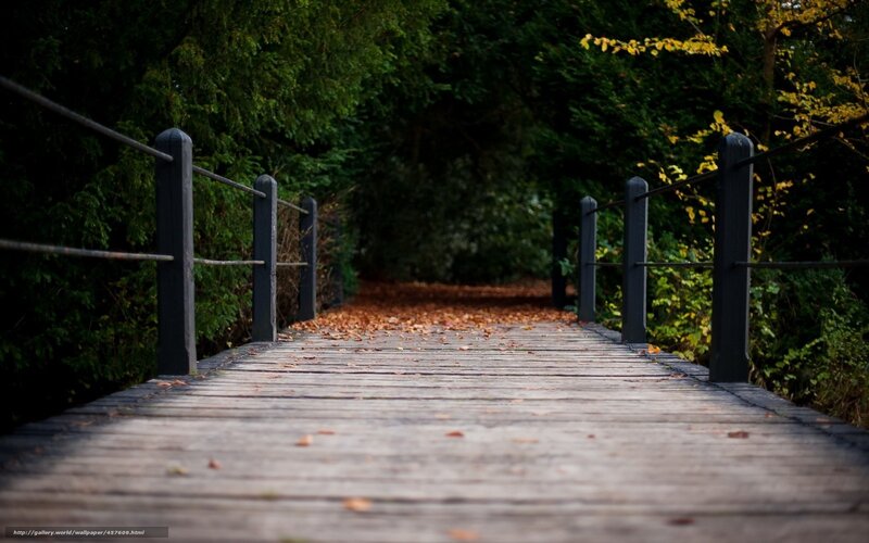 Wooden bridge in autumn forest