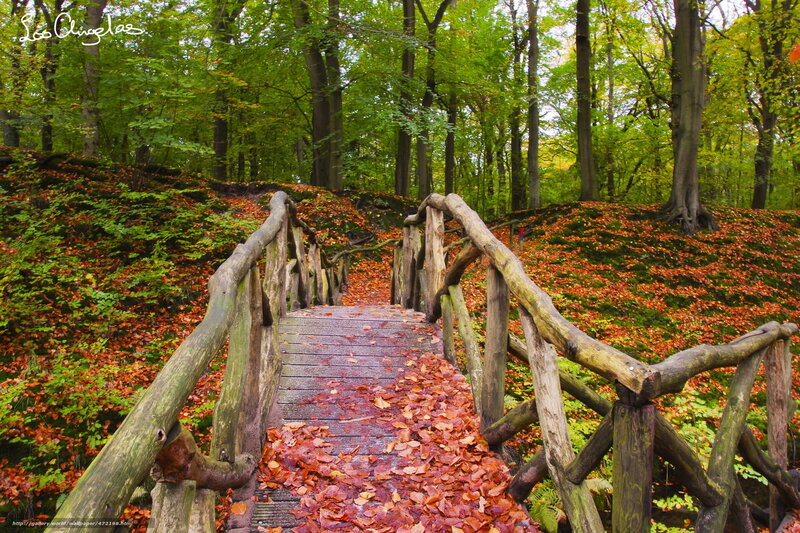 Wooden bridge in autumn forest