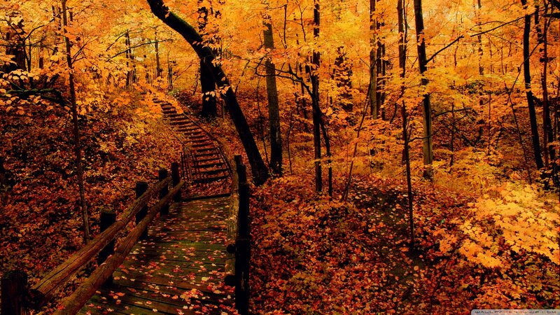 Wooden Bridge in Autumn Forest — Orange, Serene