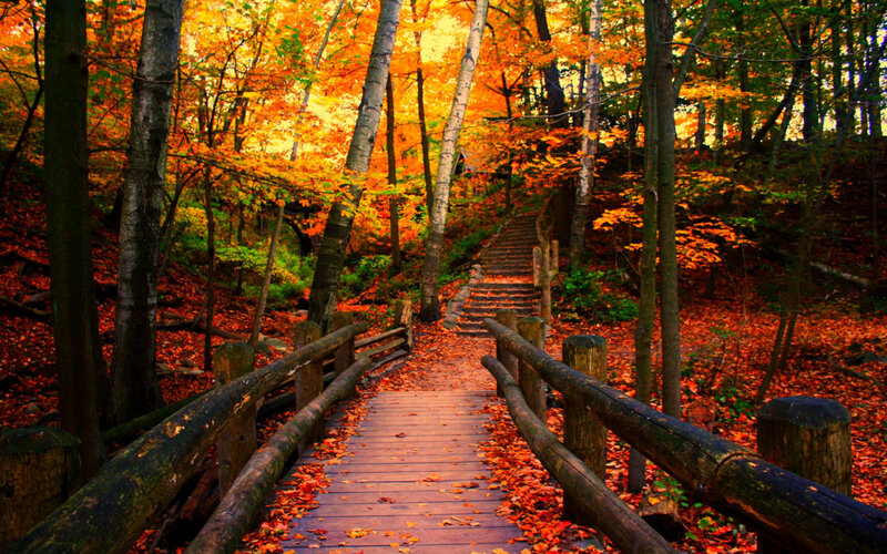 Wooden Bridge in Autumn Forest — Orange