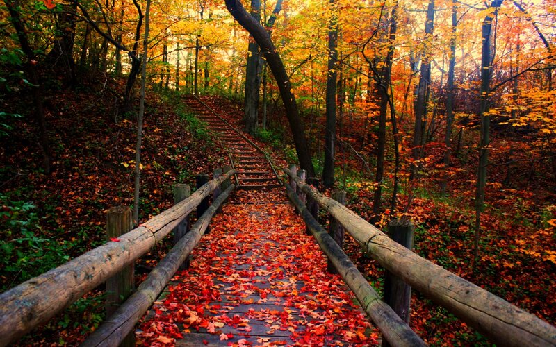 Wooden Bridge in Autumn Forest — Red