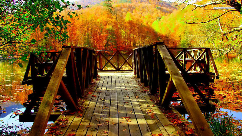 Wooden Bridge in Autumn — Orange, Serene, Photograph, Forest