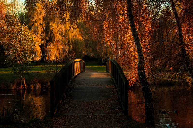 Wooden Bridge in Autumn — Orange, Serene, Photograph, Trees, River, Ducks