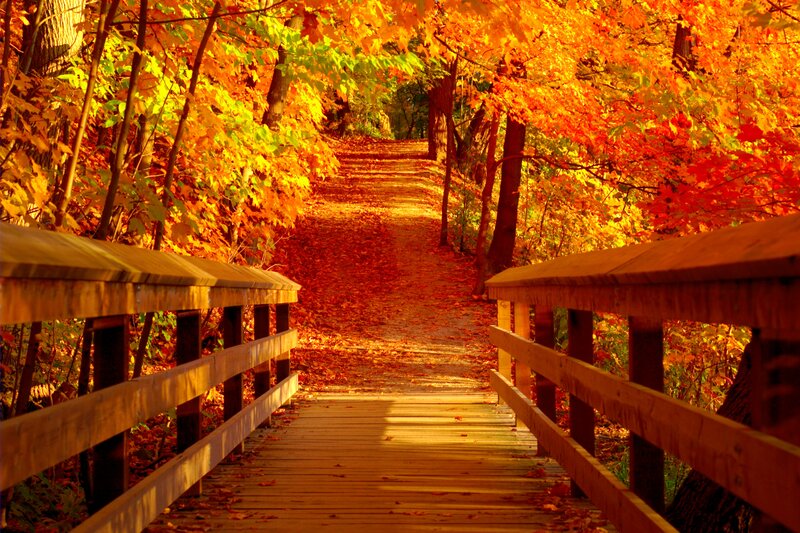 Wooden Bridge in Autumn — Orange, Serene, Photograph, Trees