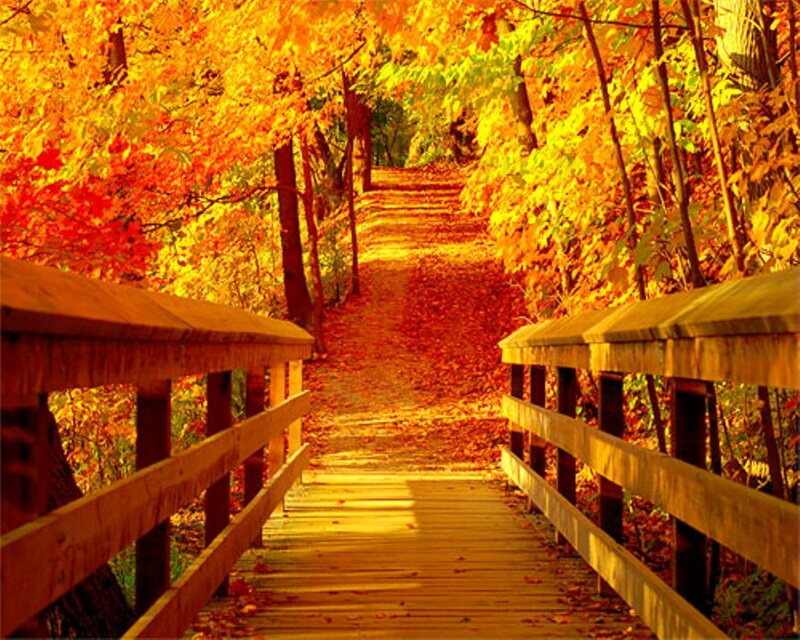 Wooden Bridge in Autumn — Orange, Serene