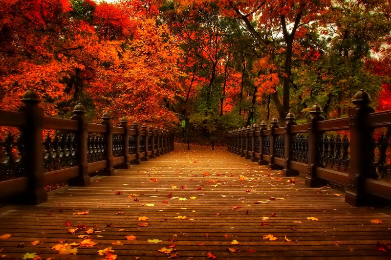 Wooden Bridge in Autumn — Red, Serene, Photograph