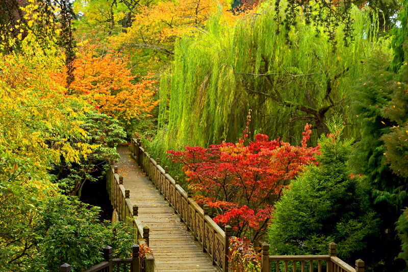 Wooden Bridge in Autumn — Red, Serene, Photograph, Trees