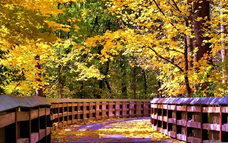 Wooden Bridge in Autumn — Yellow, Serene, Photograph