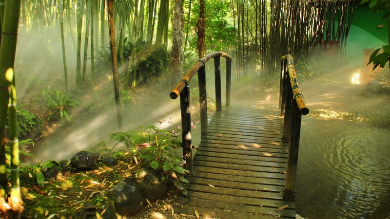 Wooden Bridge in Bamboo Forest — Green