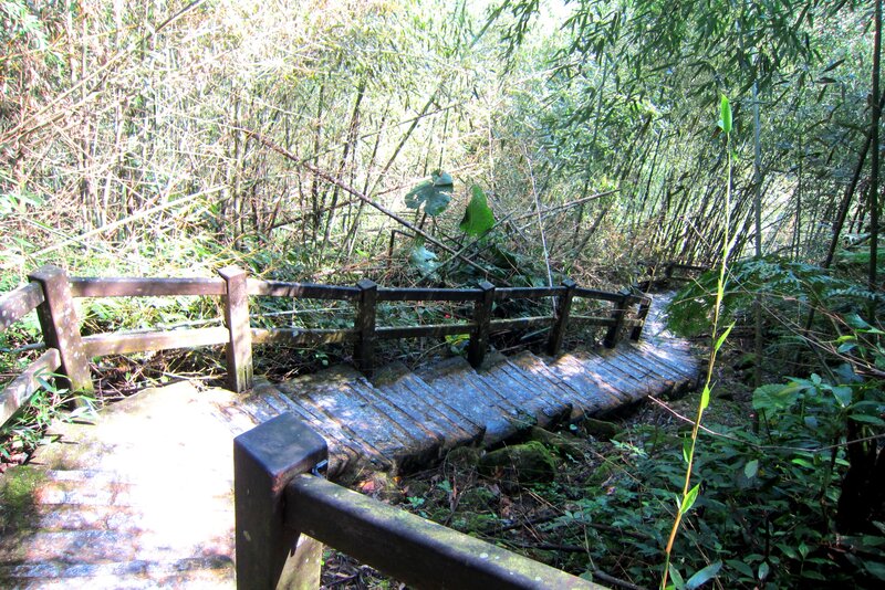 Wooden Bridge in Bamboo Forest