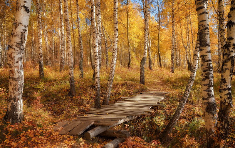 Wooden Bridge in Birch Forest