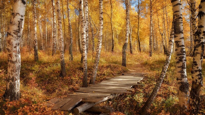 Wooden Bridge in Birch Forest — Yellow