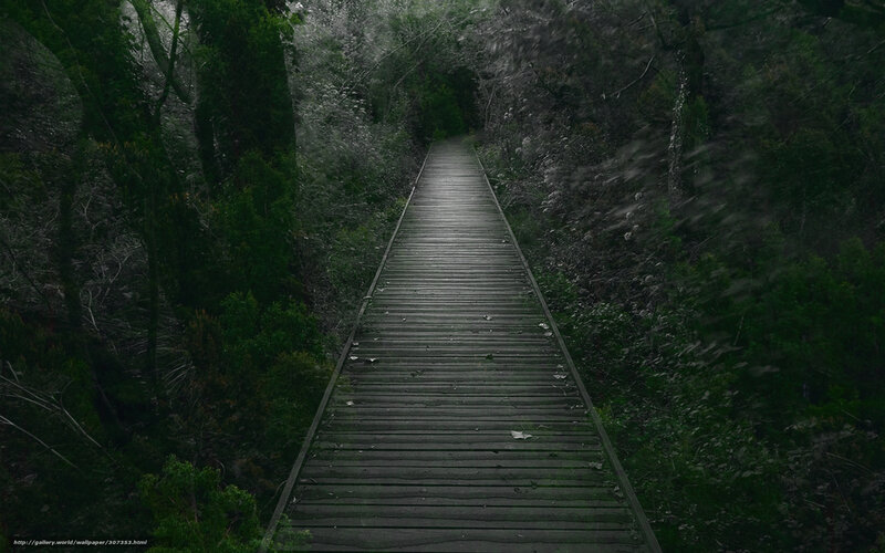 Wooden bridge in dark forest