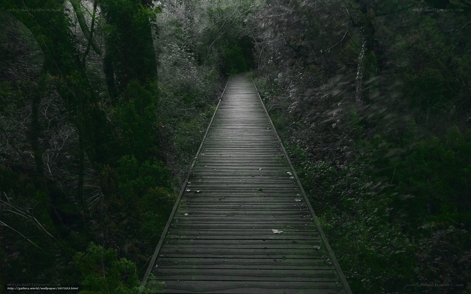 Wooden bridge in dark forest