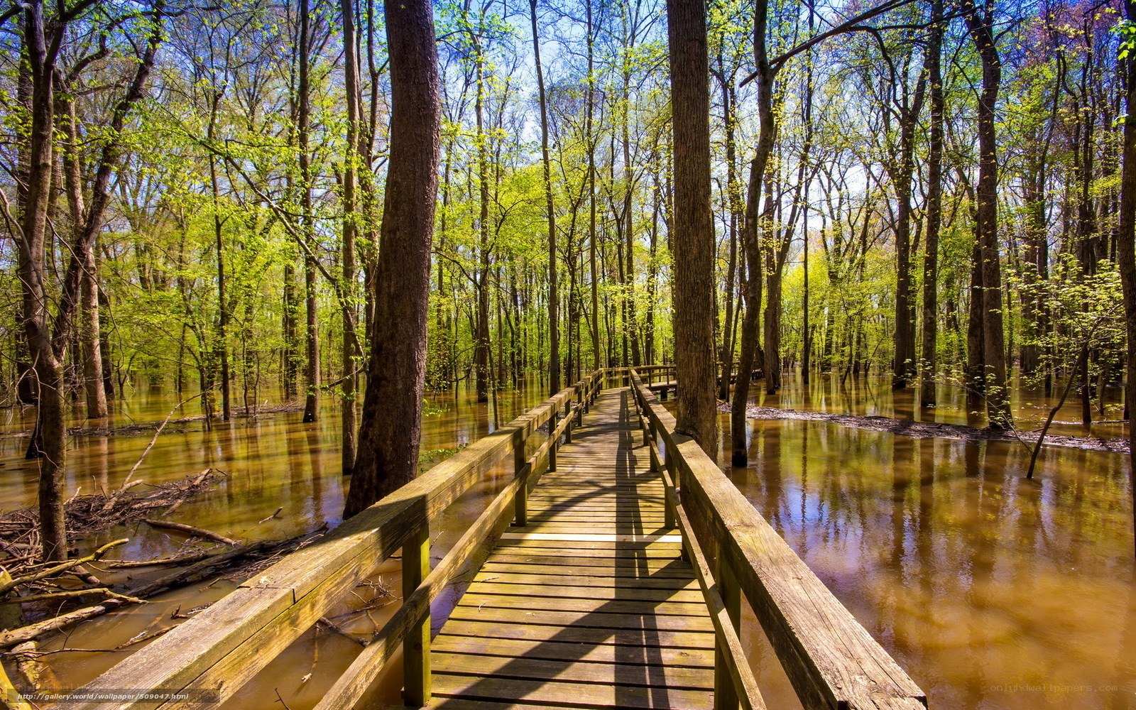 Wooden bridge in flooded forest
