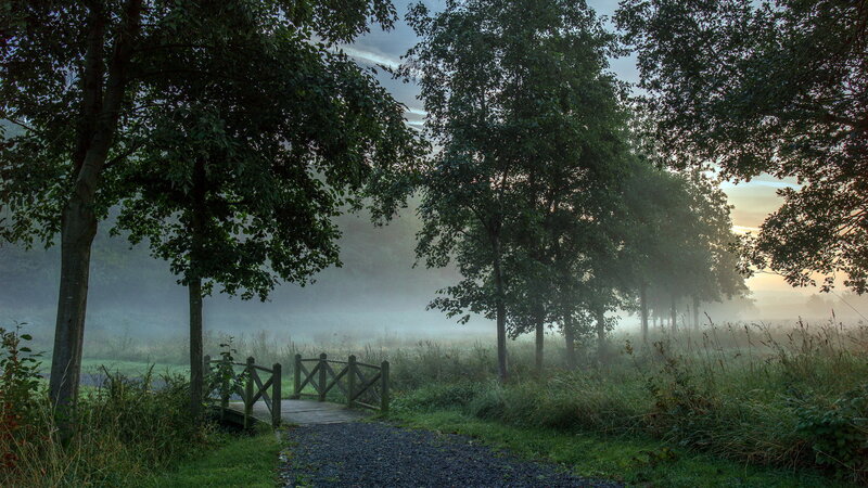 Wooden Bridge in Fog — Green, Serene, Morning