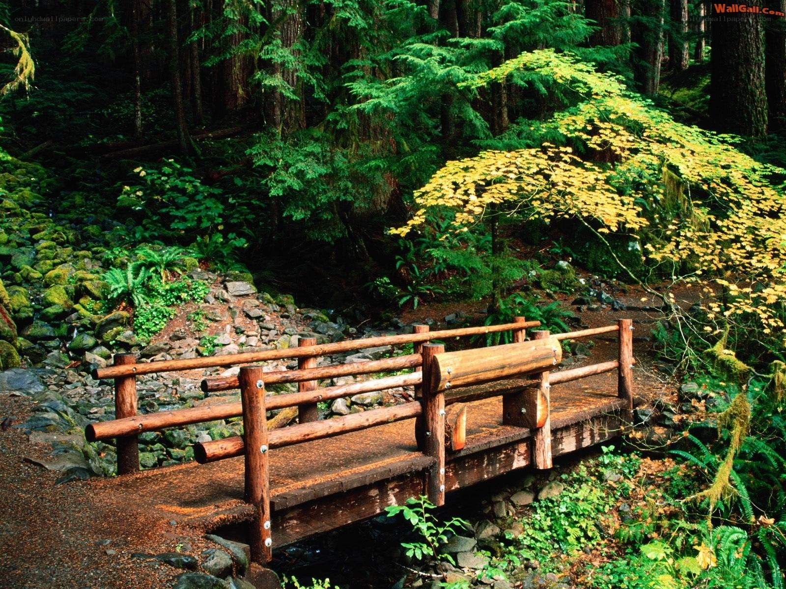 Wooden bridge in forest