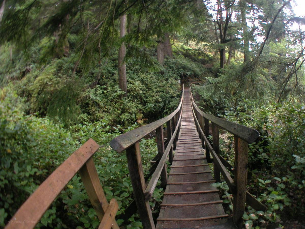 Wooden bridge in forest