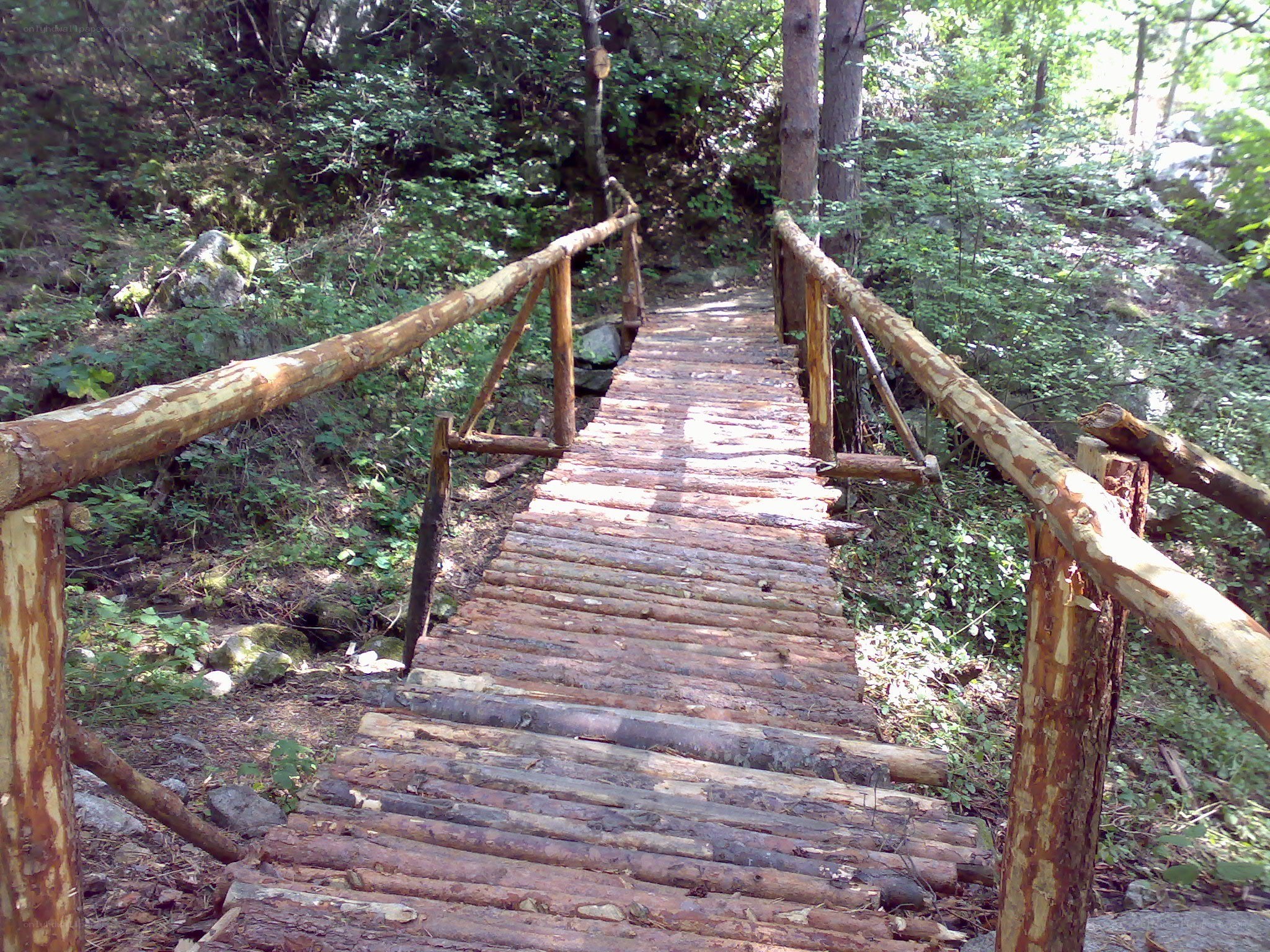 Wooden bridge in forest