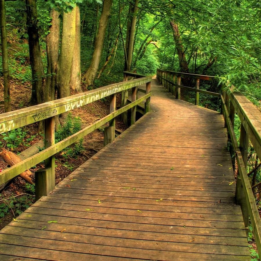 Wooden bridge in forest