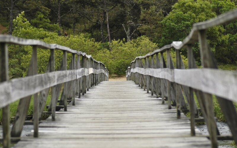 Wooden bridge in forest