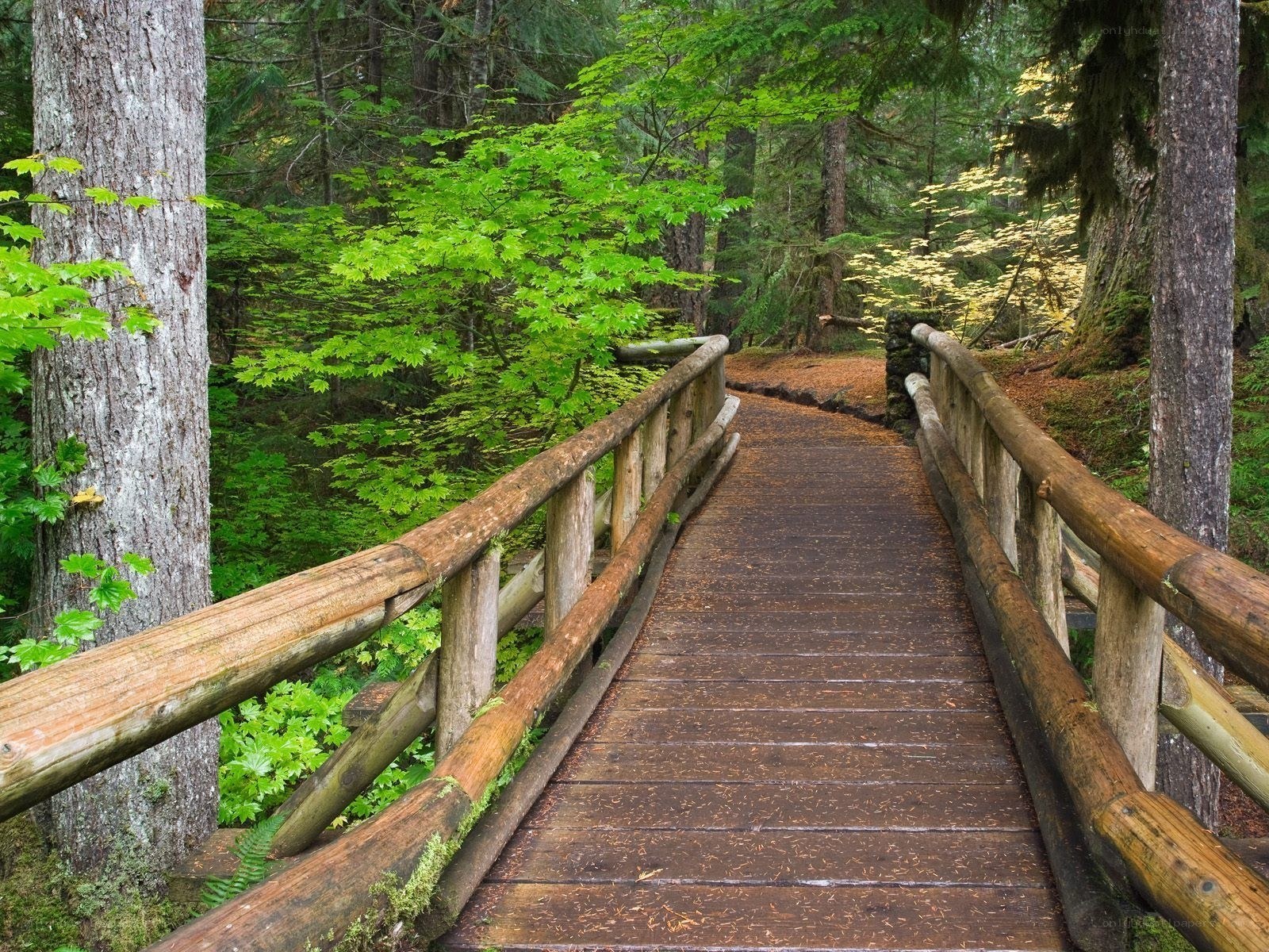 Wooden bridge in forest