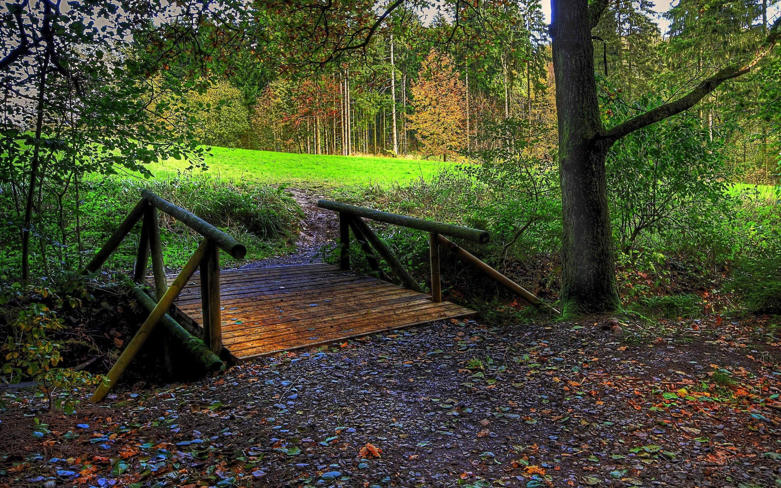 Wooden bridge in forest