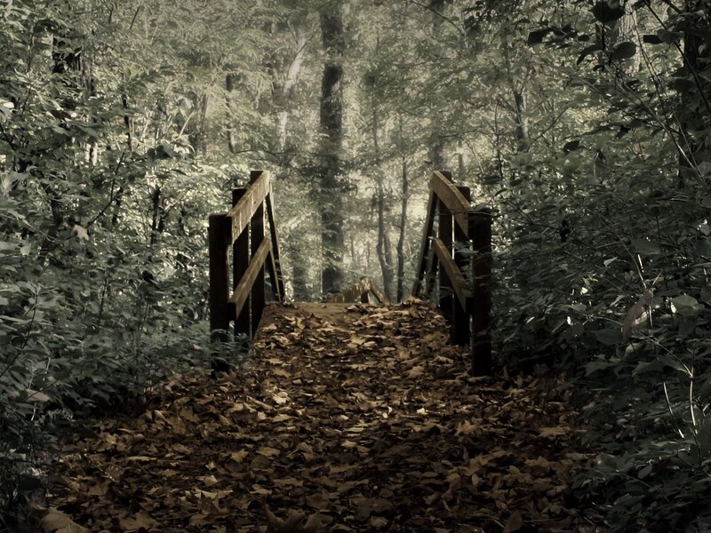 Wooden bridge in forest