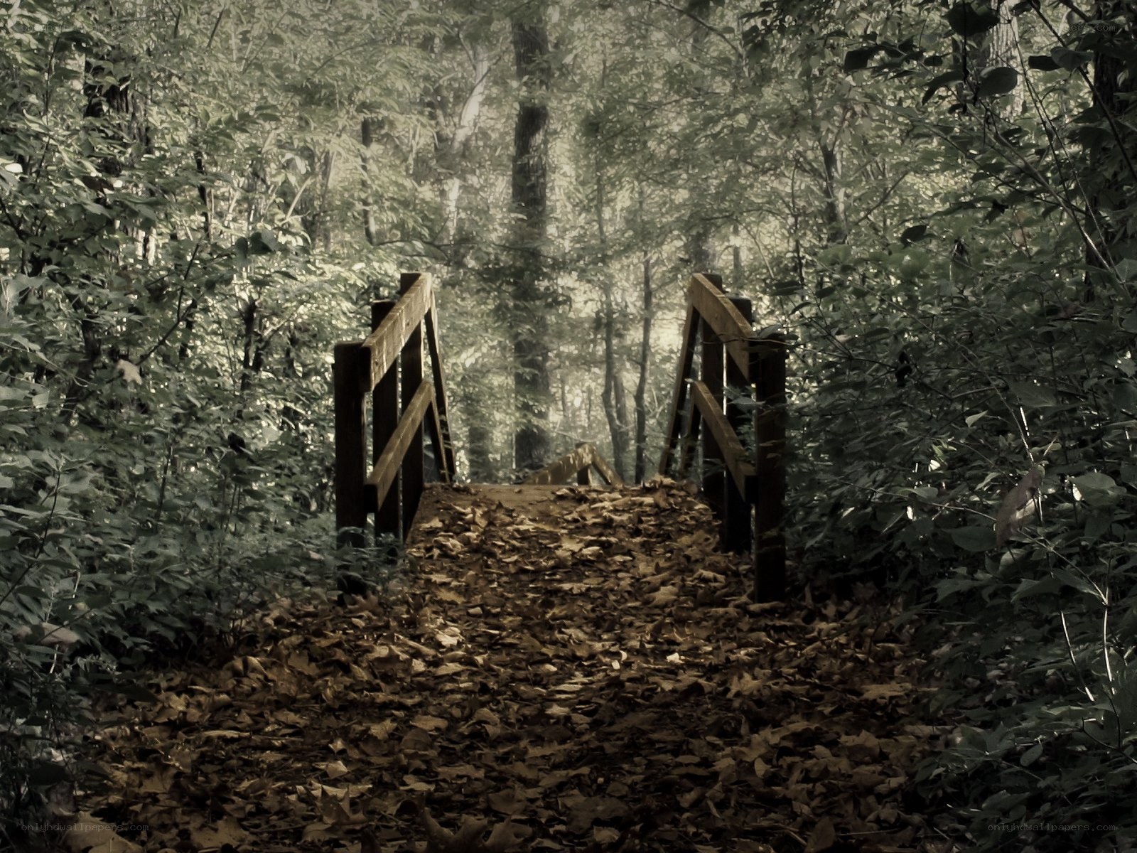 Wooden bridge in forest